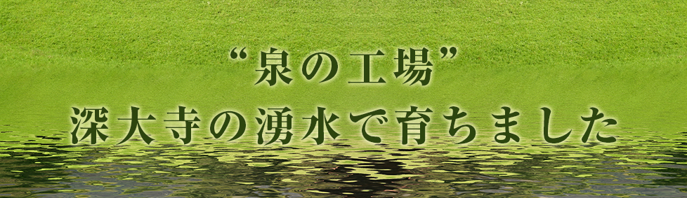 泉の工場!深大寺の湧水で育ちました